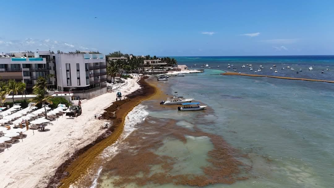 Sargazo imparable en playas de Quintana Roo