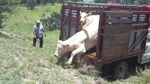 Inunda Centroamérica a México con 1 millón de reses ilegales