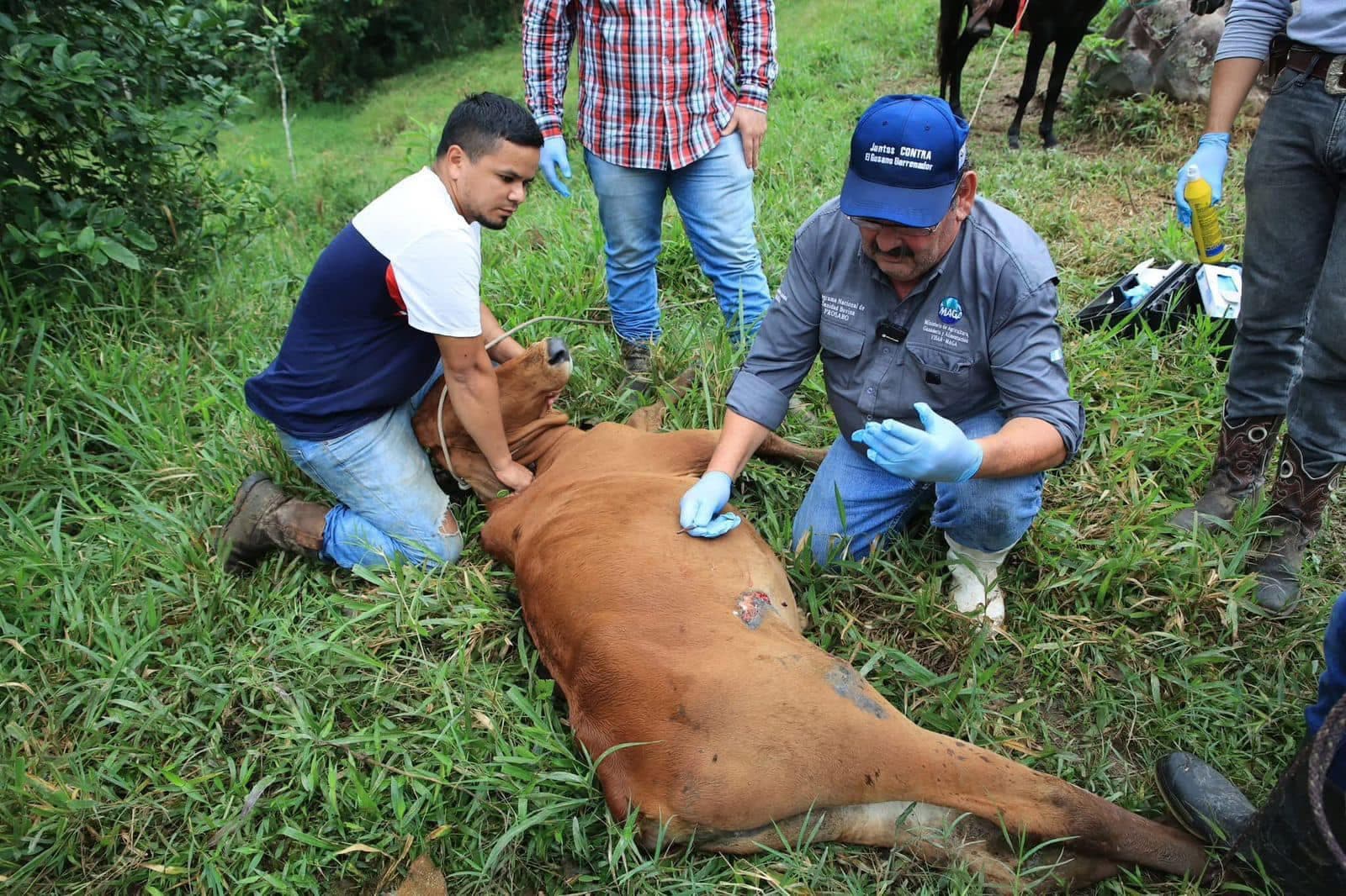 Desde hace dos años advirtieron sobre el gusano barrenador 
