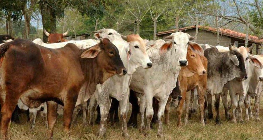 Segundo caso de gusano barrenador en humanos en Campeche