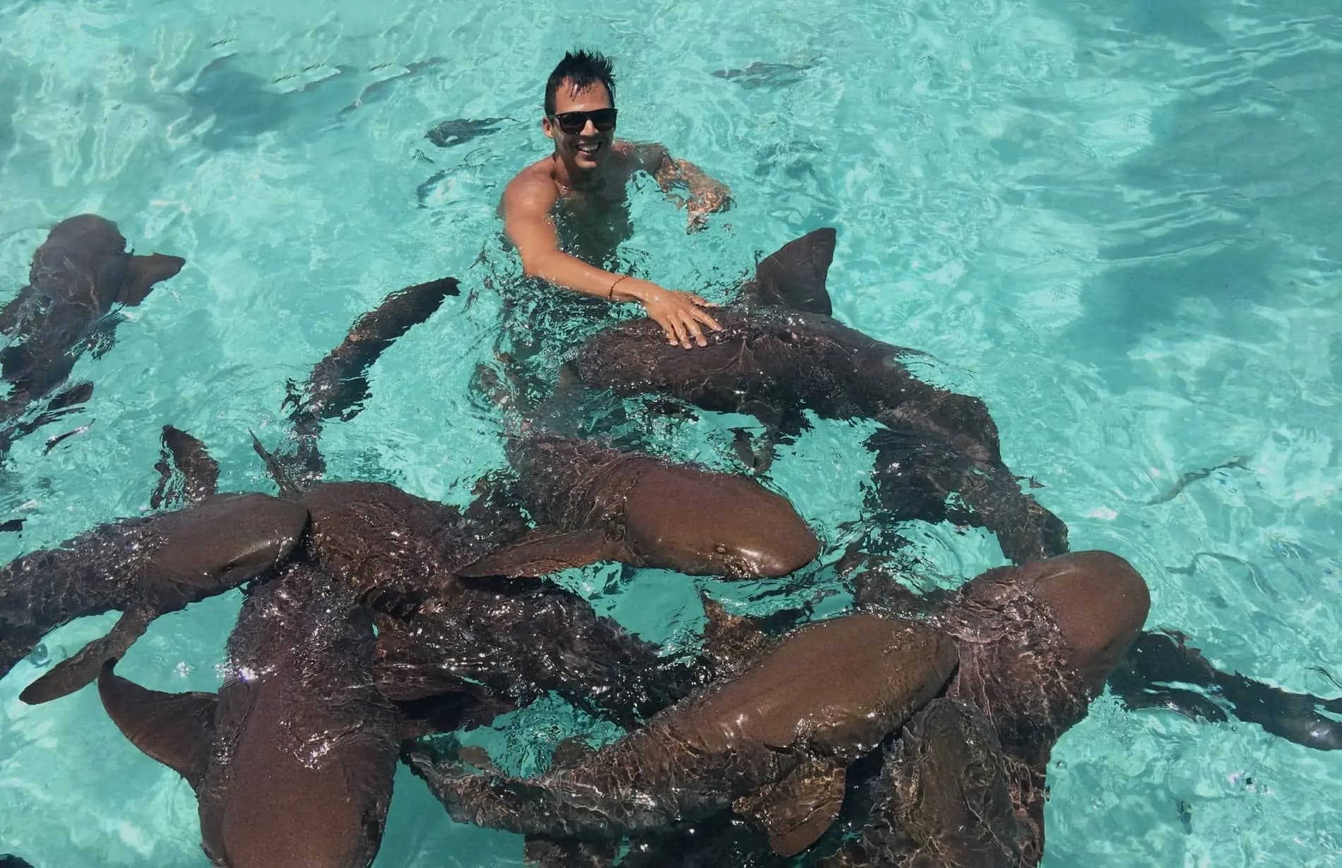 Descubren cocaína en organismo de tiburones de Las Bahamas 