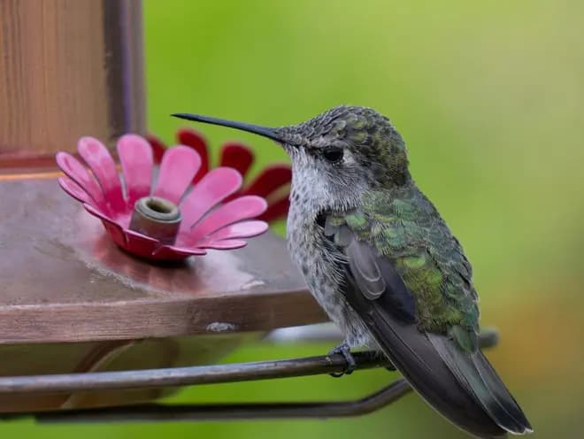 También los colibríes descansan; ¿cómo lo hacen?