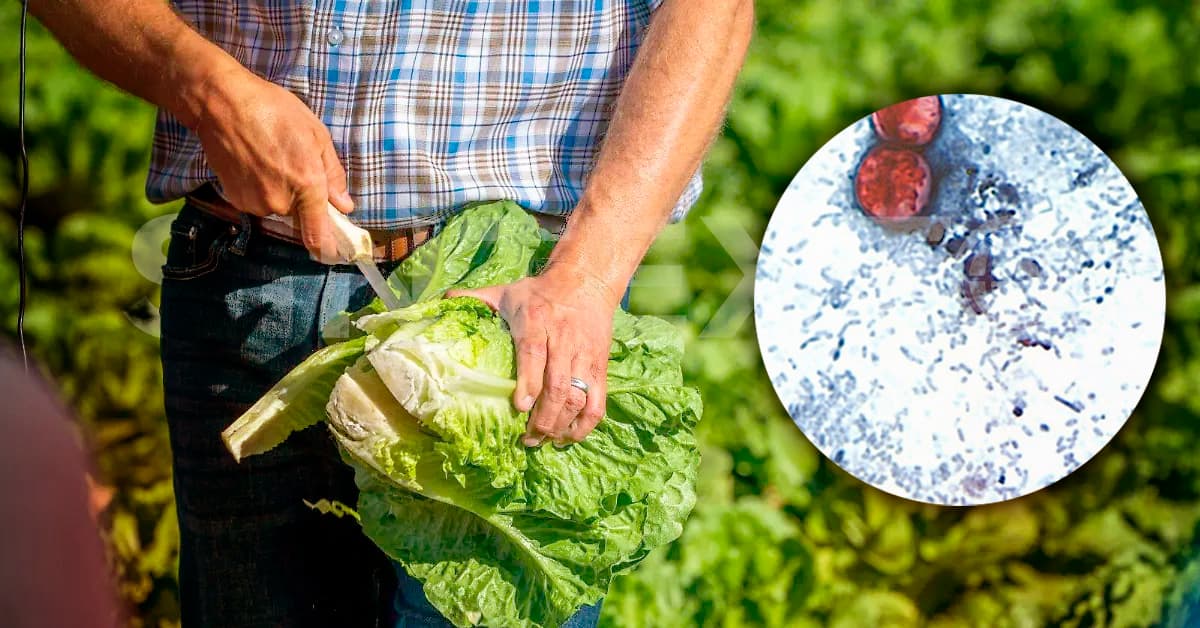 EU confirma primeras muertes por brote de cyclospora