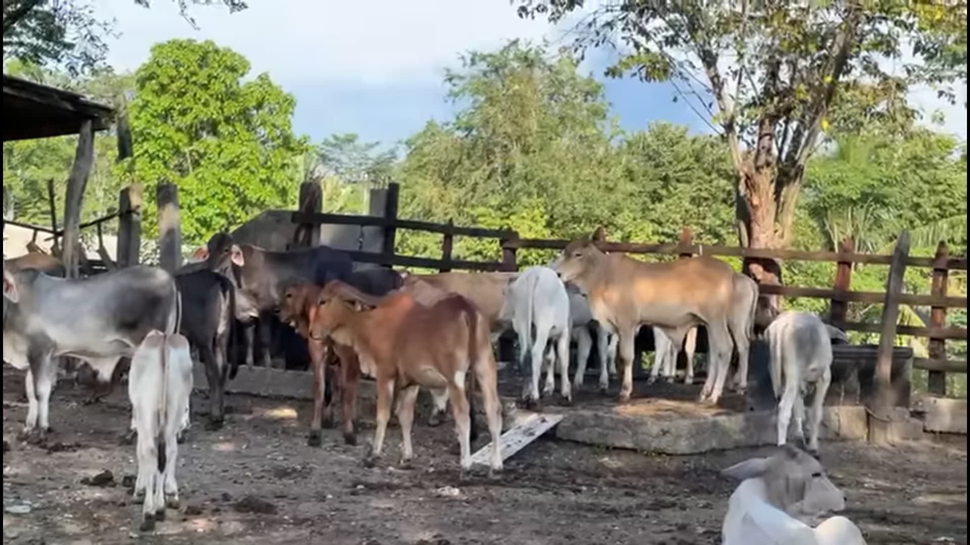 'Estancada ganadería de Tabasco'