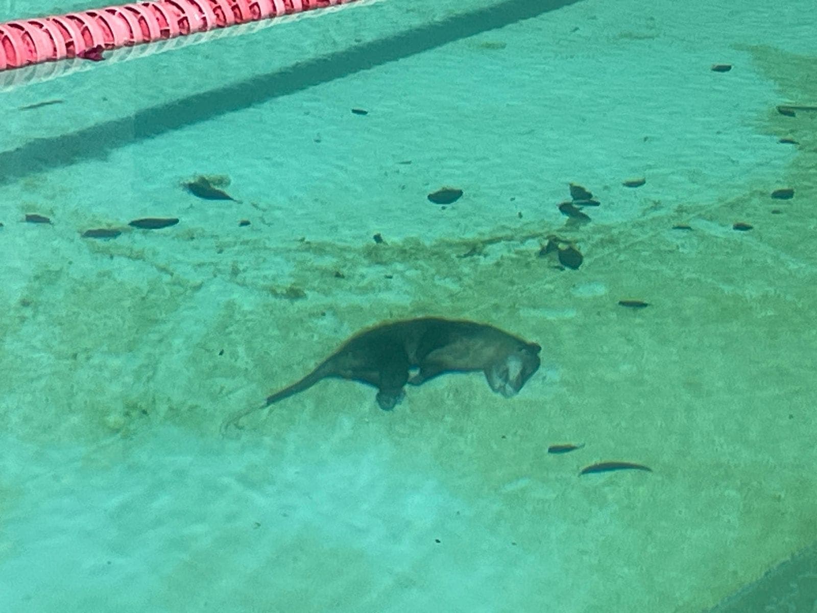 Abandona INJUDET instalaciones deportivas 