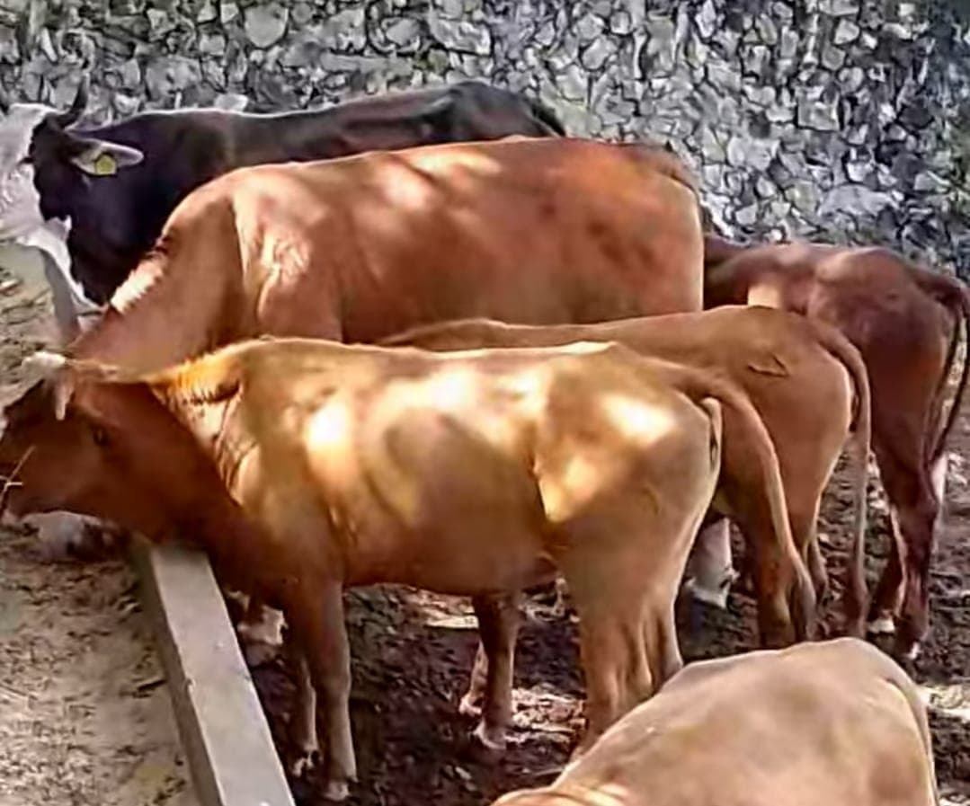 Ganaderos campechanos en alerta por gusano barrenador  