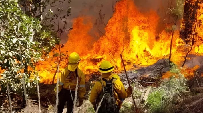 Incendios forestales arrasan con miles de hectáreas en Escárcega 