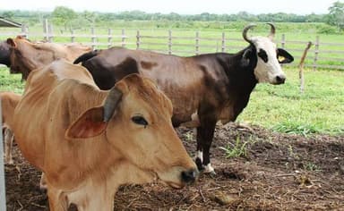 ImagenCon liberación de 160 millones de moscas buscan erradicar barrenador 