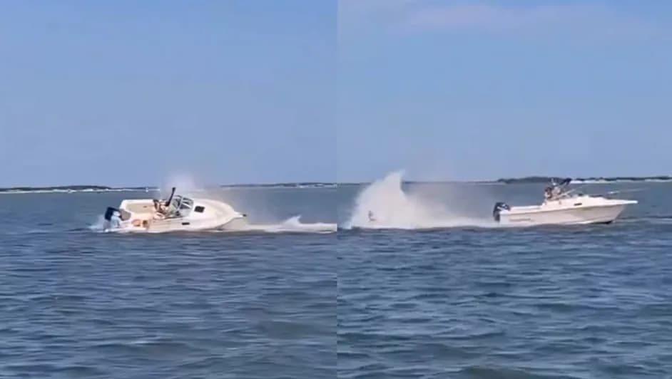 Ballena muere tras chocar contra un barco en Nueva Jersey