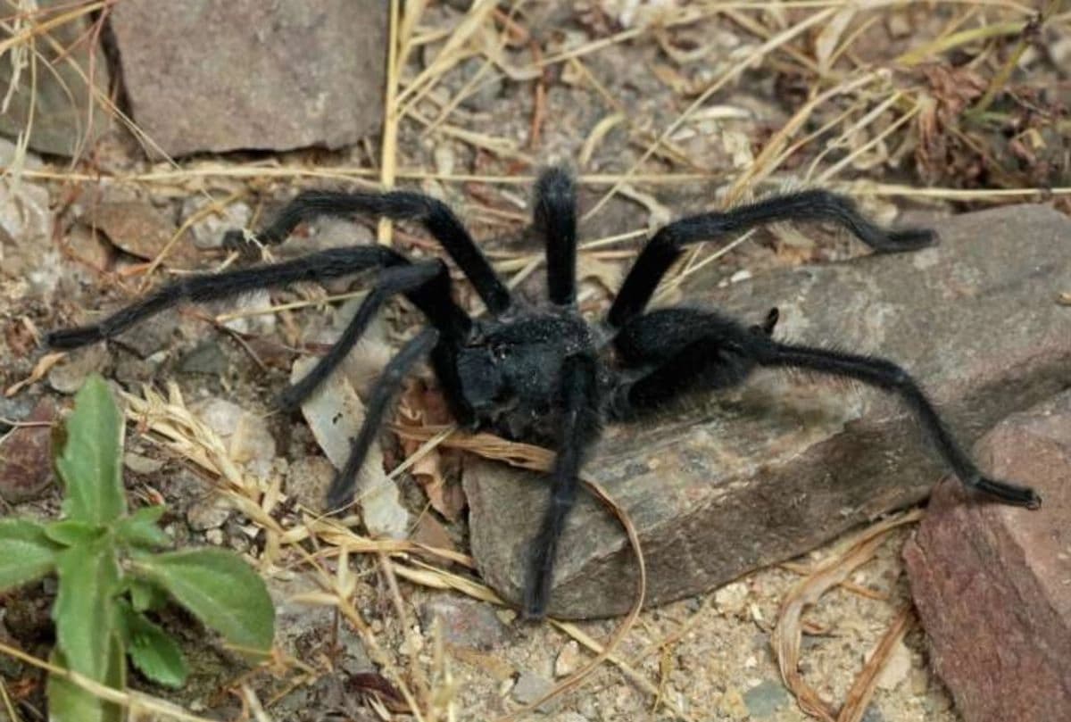 Nueva especie de tarántula desarrolla genitales extra largos 
