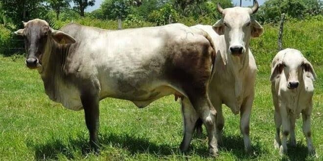 Plaga de gusano barrenador sigue en aumento en Tabasco: OMSA 