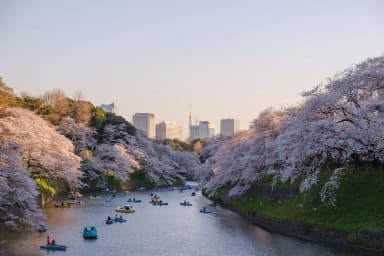 ImagenCambio climático afecta cerezos en Japón 
