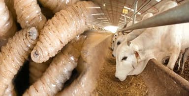 ImagenSuben a 418 casos de gusano barrenador en Tabasco 
