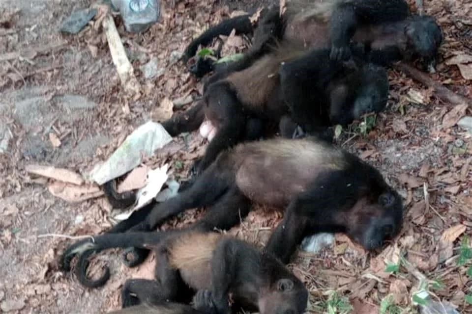 Van 204 monos muertos en ola de calor 