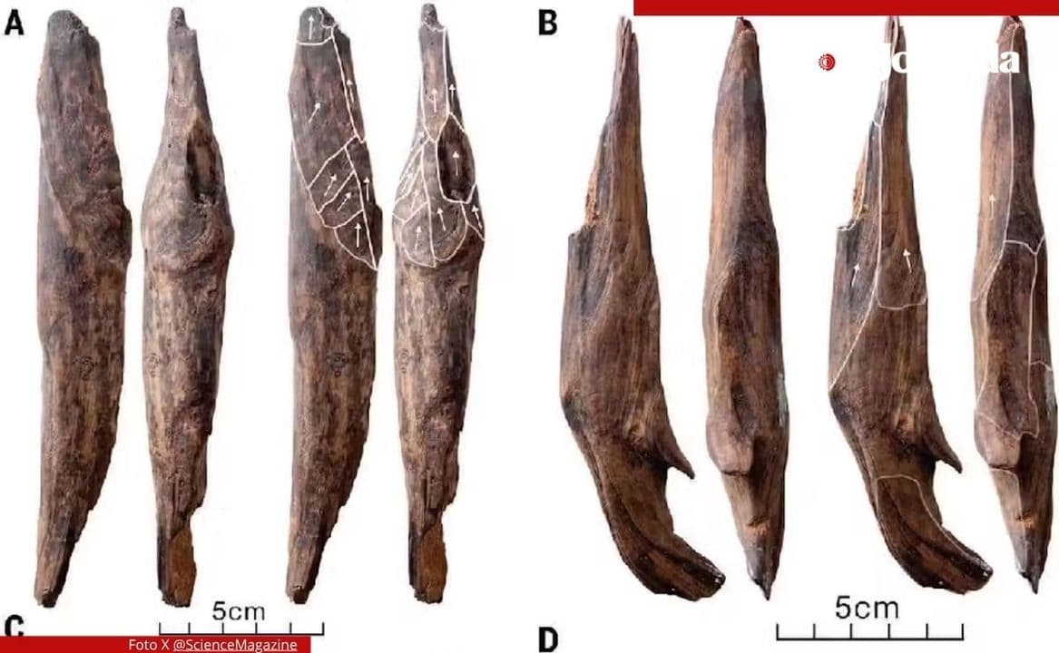 Hallan palas de madera de 300 mil años que usaban para alimentarse en la prehistoria