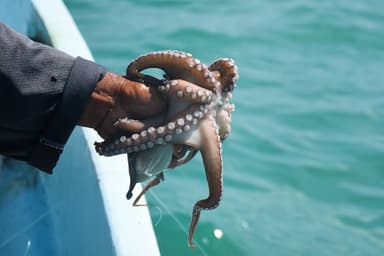 ImagenAmenazan con bloquear exportación de pulpo en Campeche