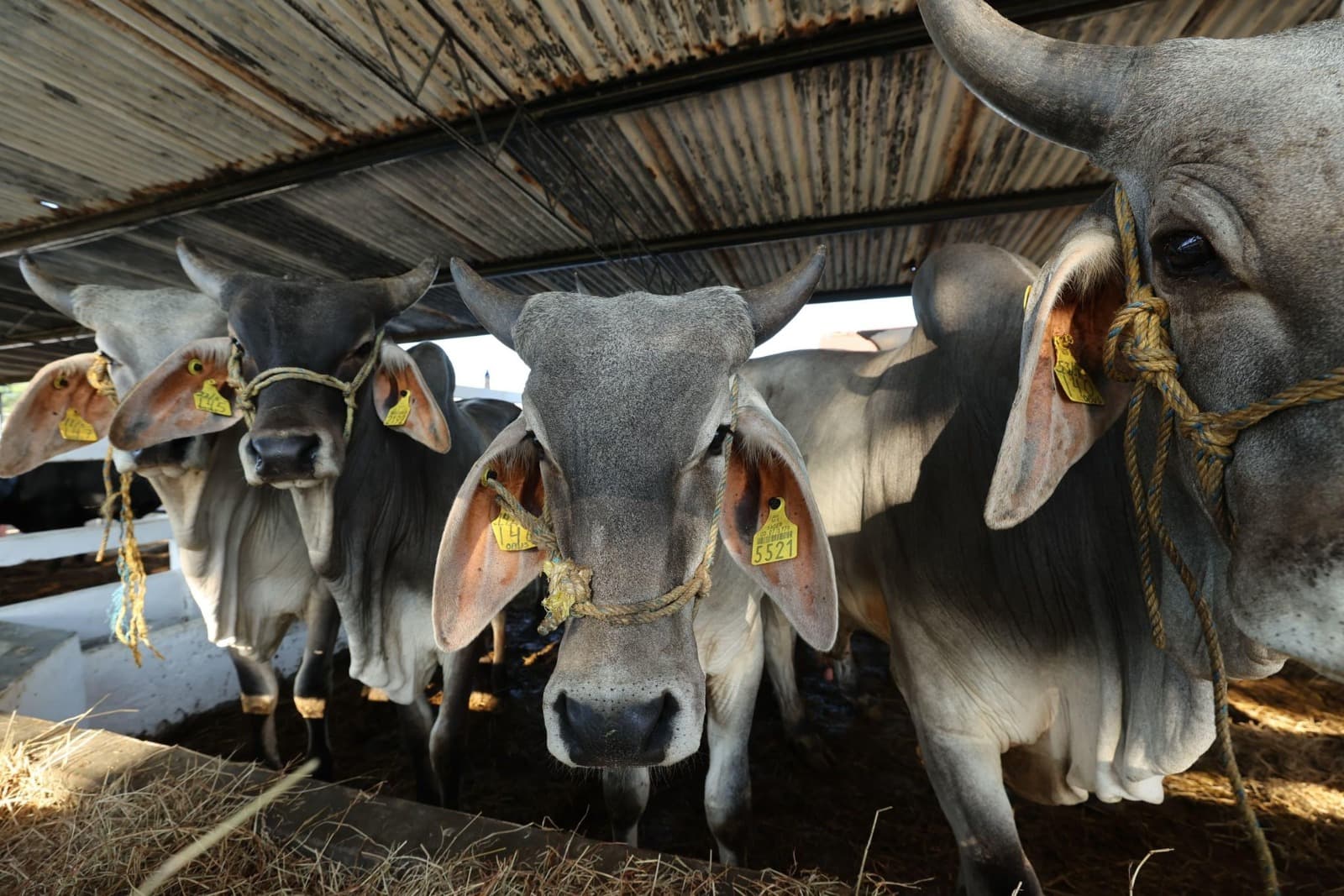 Refuerza el sureste cerco contra el barrenador: Sedap