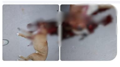 ImagenMuere perro al que niños le colocaron pirotecnia 