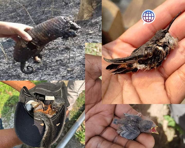 Incuantificable daño a flora y fauna por incendios