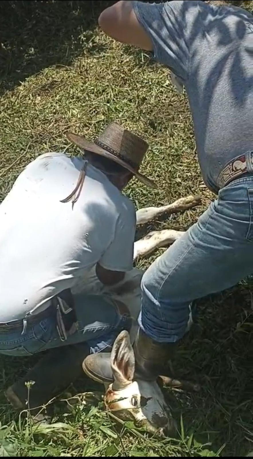 Detectan posible nuevo caso de gusano barrenador en Tacotalpa 