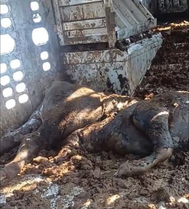 ImagenMuere ganado por falta de agua y alimento 