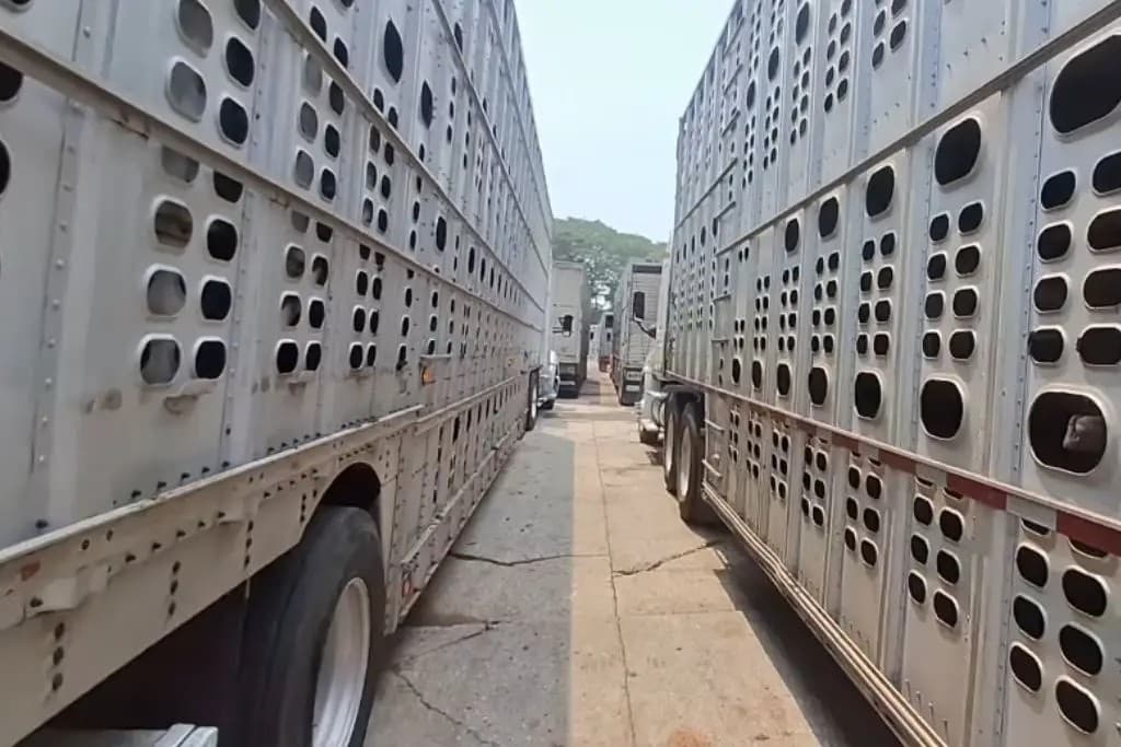 Cuestiona SEDAP pérdidas por muerte de reses en punto de inspección