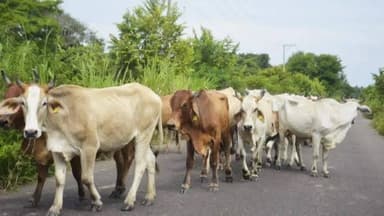 ImagenSe disparan a 400, los casos de barrenador en Tabasco 
