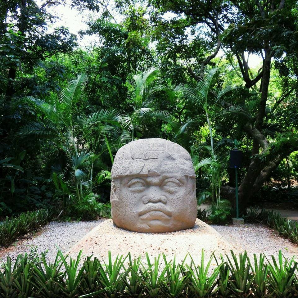 En peligro más de 250 especies por Museo Olmeca: colectivo ambiental