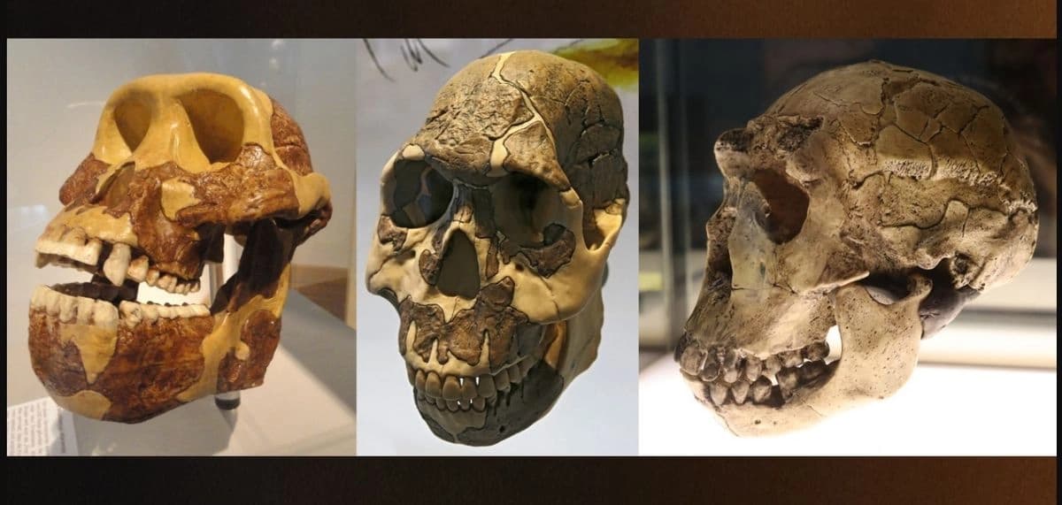 Cambio en dieta vegetal fue clave en evolución de homínidos: investigadores