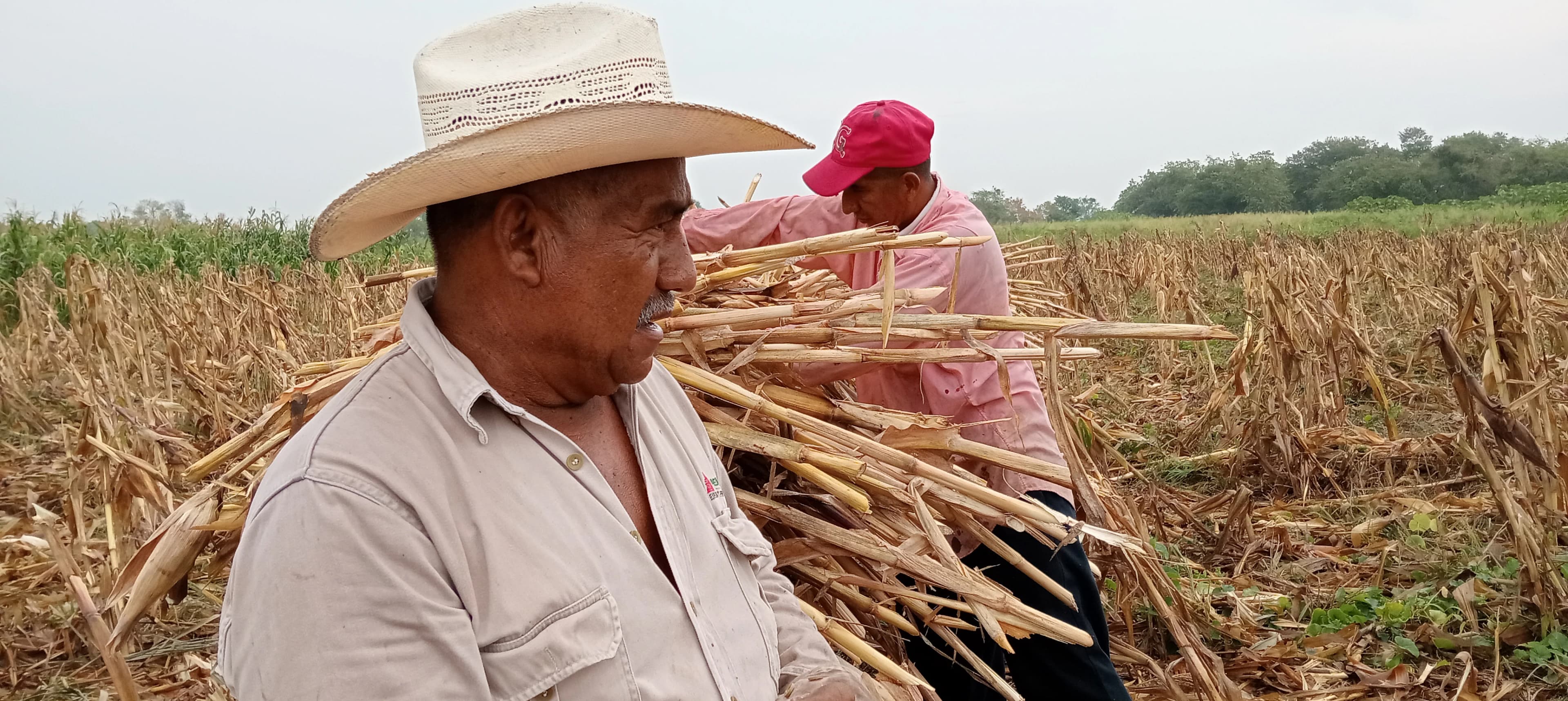 Lluvias tempranas favorecerán cosechas en el norte y sureste: CODUC