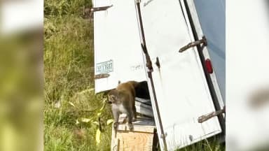 ImagenSigue misterio de monos de laboratorio que escaparon en accidente 
