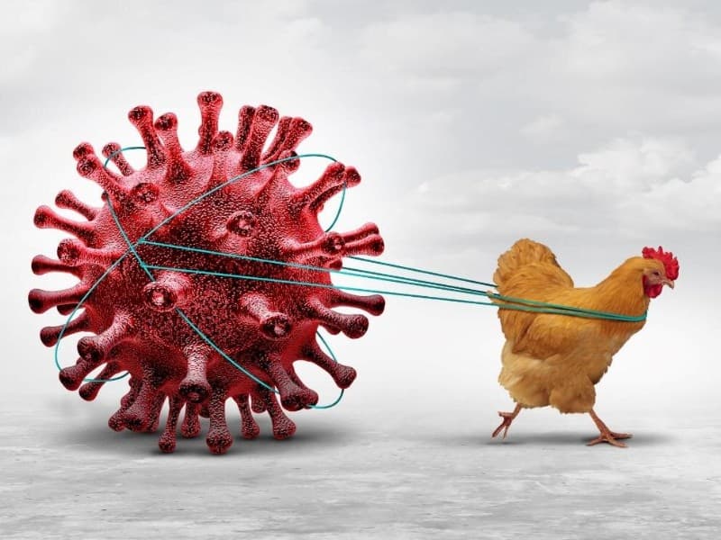 Luisiana confirma primera muerte humana por gripe aviar