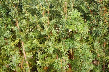 ImagenVa Medio Ambiente por 1600 pinos naturales en campaña Reciclatón