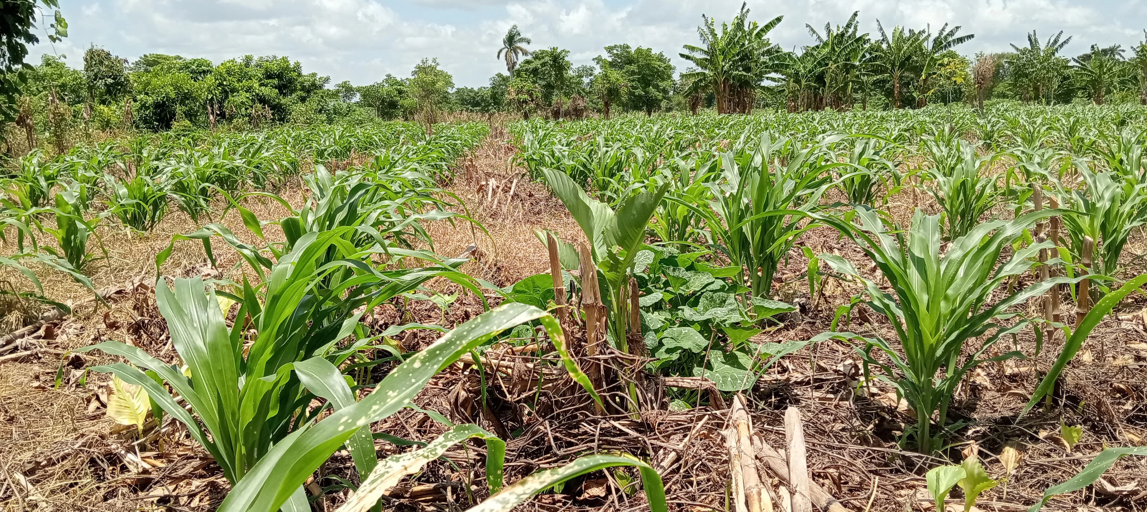 Urgen recuperar producción de maíz, frijol y arroz en Tabasco