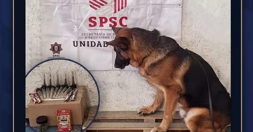 Perrito policía frustra envío de drogas en Campeche 