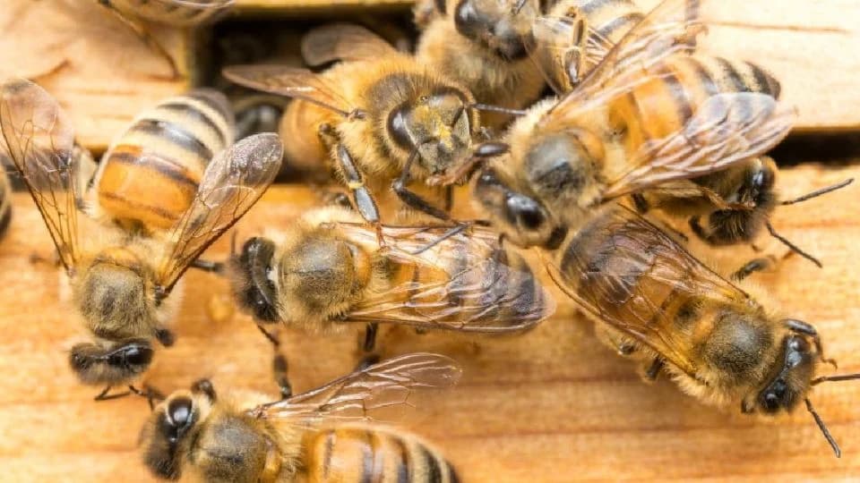 Ataque de abejas deja 24 heridos en Francia