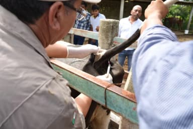 ImagenProtegerán de brucela y tuberculosis a 5 mil reses en Jalpa