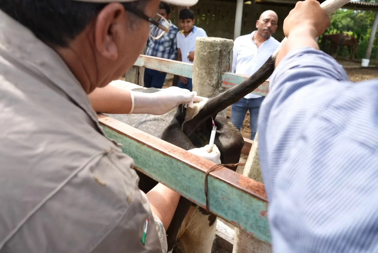 Protegerán de brucela y tuberculosis a 5 mil reses en Jalpa
