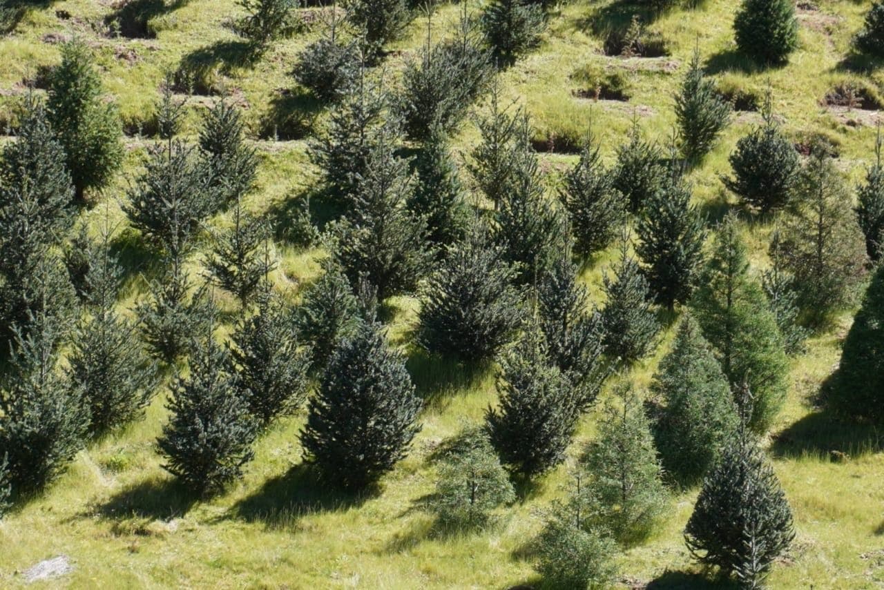 Corta Legal, campaña por compra responsable de árboles de Navidad