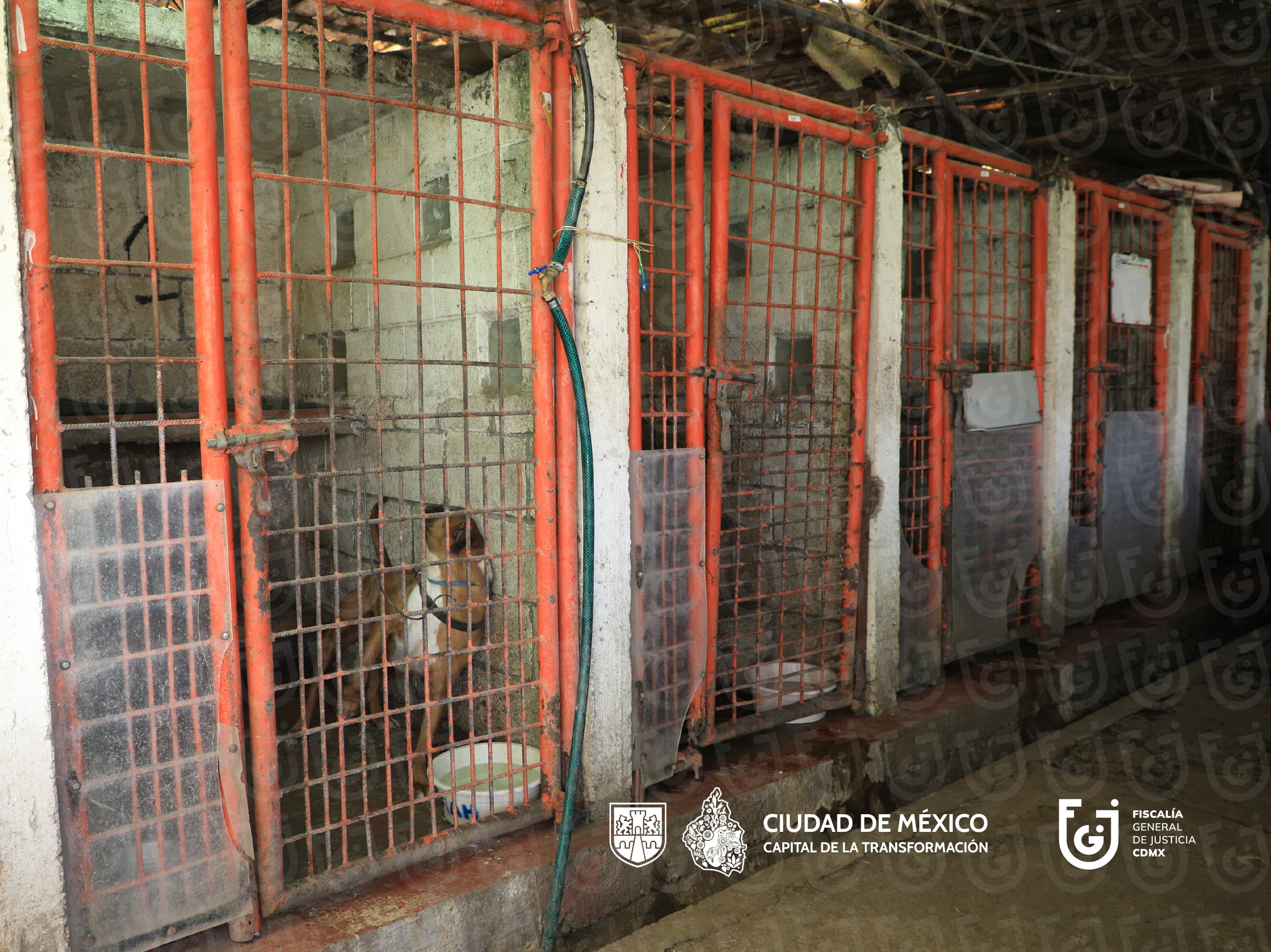 Mueren 21 animales rescatados de refugio en CdMx 