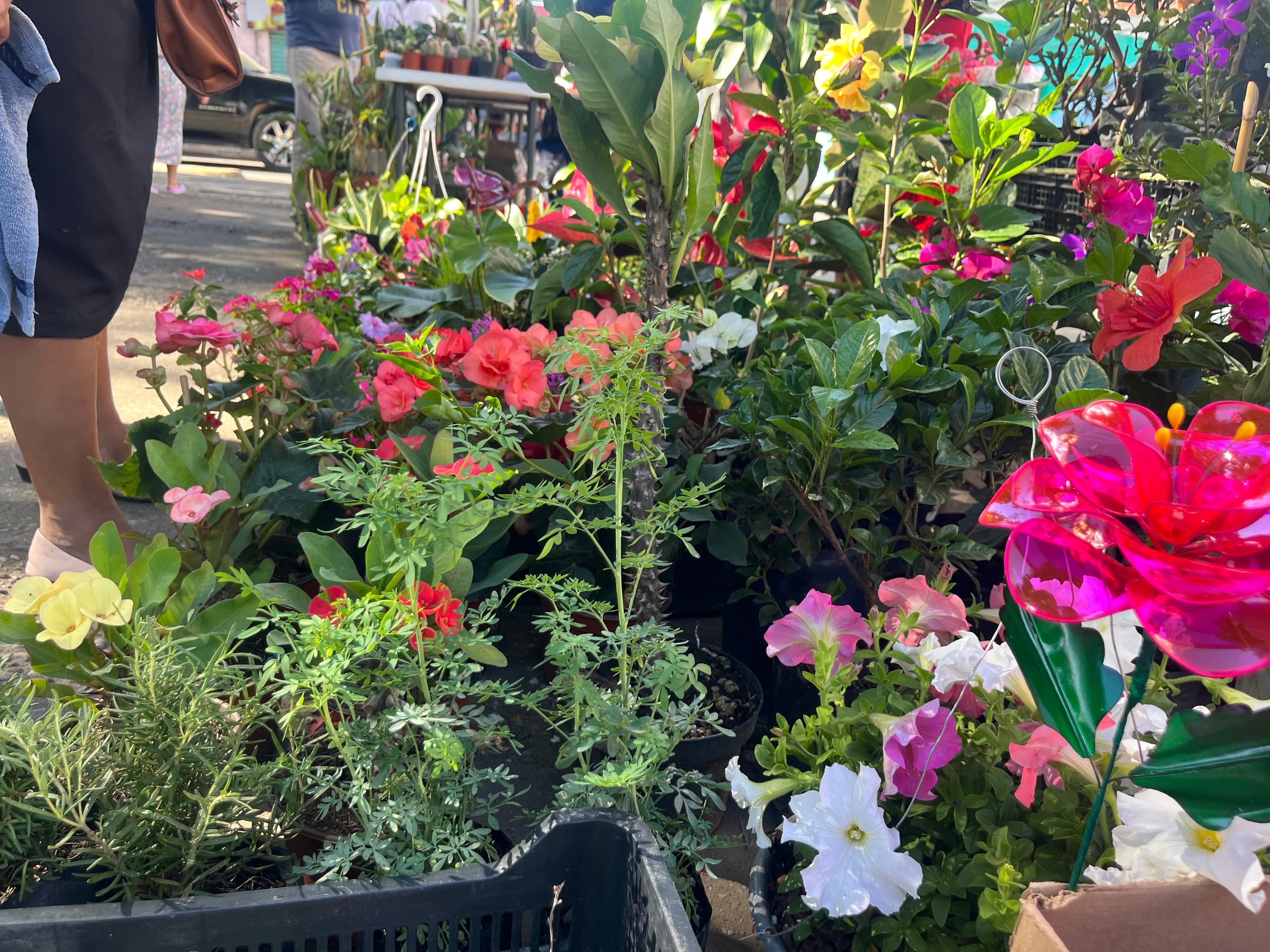 Villahermosa con gran cultura en plantas 