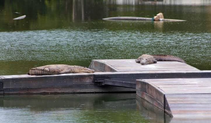 Los "dinosaurios vivientes" de la Laguna de las Ilusiones