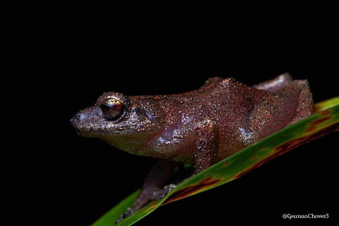 Descubren tres nuevas especies de rana en Perú