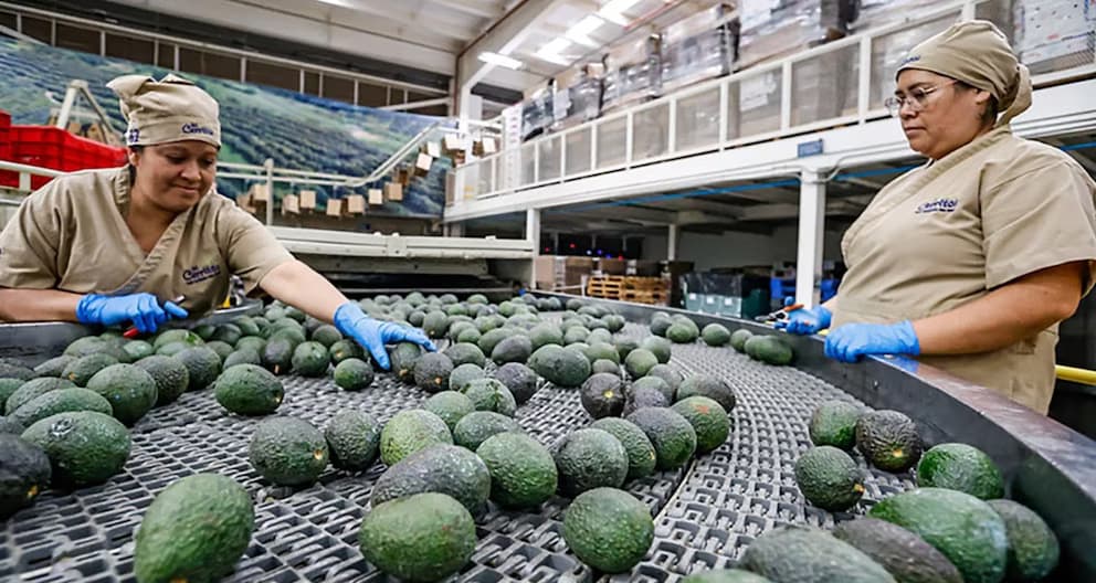 México y EU alcanzan acuerdo para liberar 9 mil toneladas de aguacate