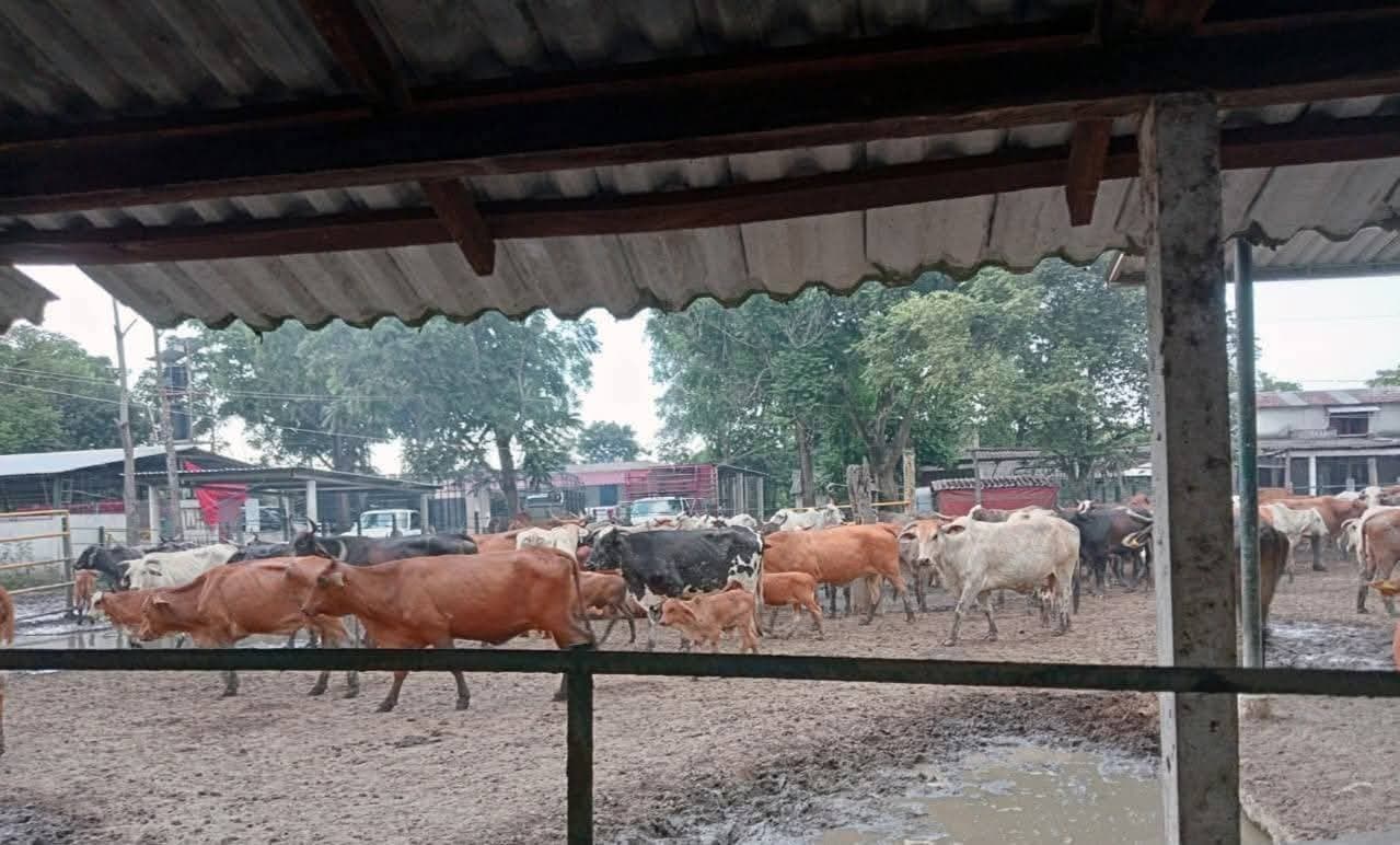 Ganaderos no denuncian abigeato, porque "los resultados son nulos"