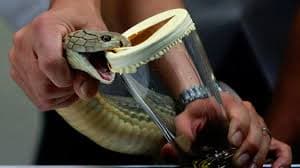 ImagenMexicanos crean antídoto único contra veneno de 17 serpientes 