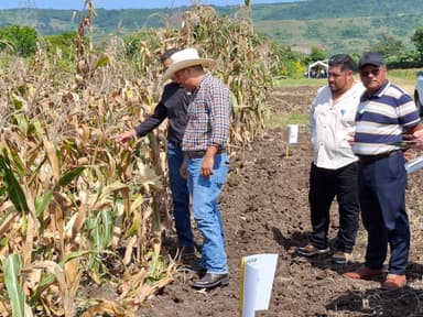 ImagenProductores indígenas piden aumento a precio del maíz 