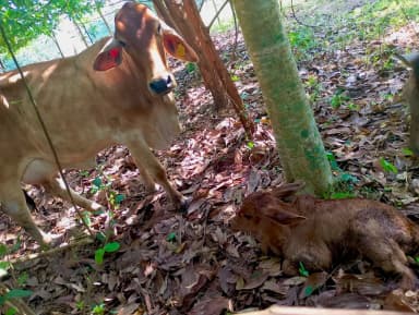 ImagenSe reducen 57% casos de gusano barrenador respecto a 2025