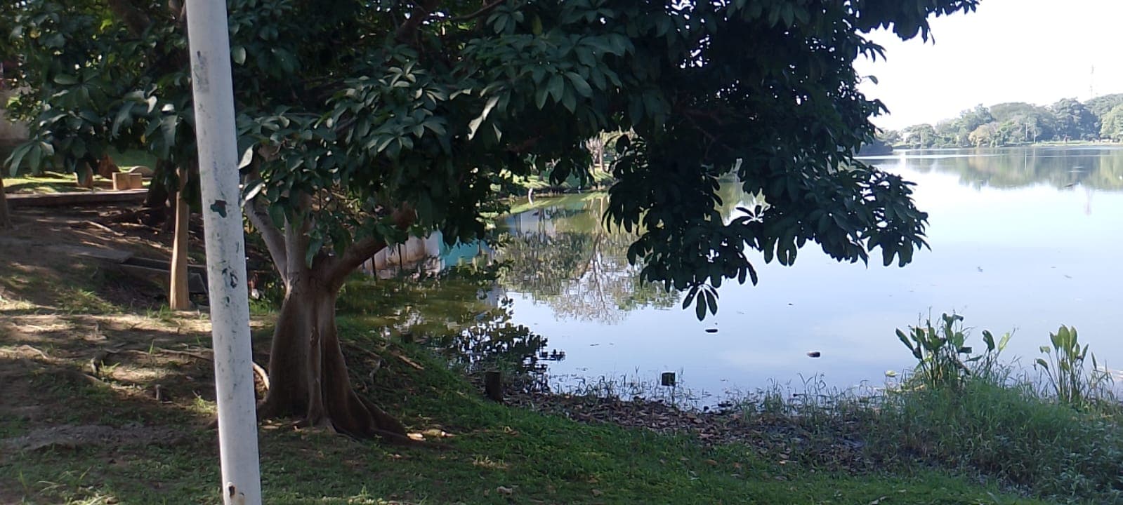 Descartan mortandad de lagartos en Las Ilusiones 