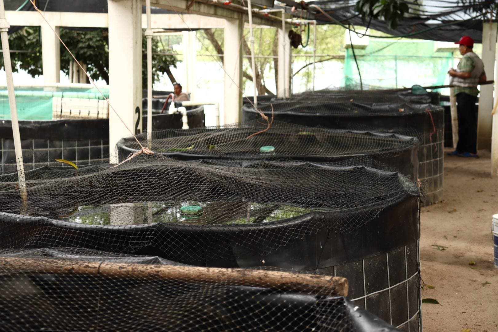 Anuncian pensiones y tandas del bienestar, en Tabasco